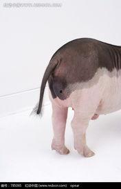 猪屁股图片,揭秘猪肉品质与养殖环境